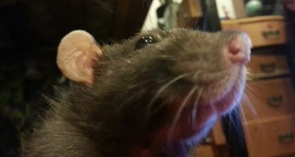 rat snoot and face close up in bedroom setting