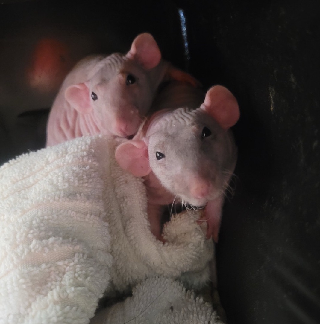 Pet Rat Care Guide – Smol Beans Rat Rescue
