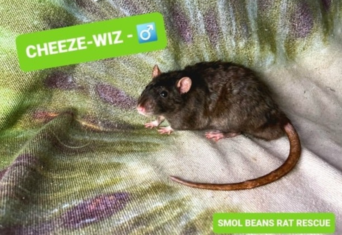 Rat posing for profile picture