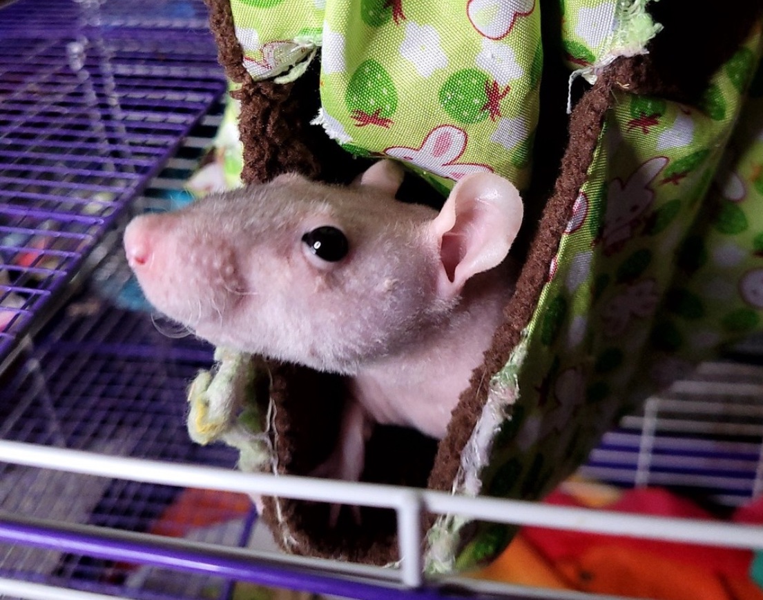 hairless rat poking his head out of a hideaway