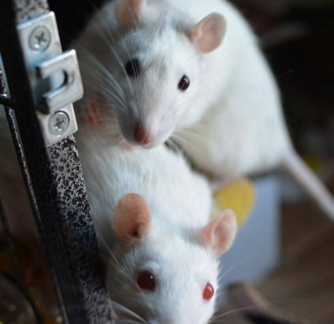 two albino girl rats looking from behind a cage