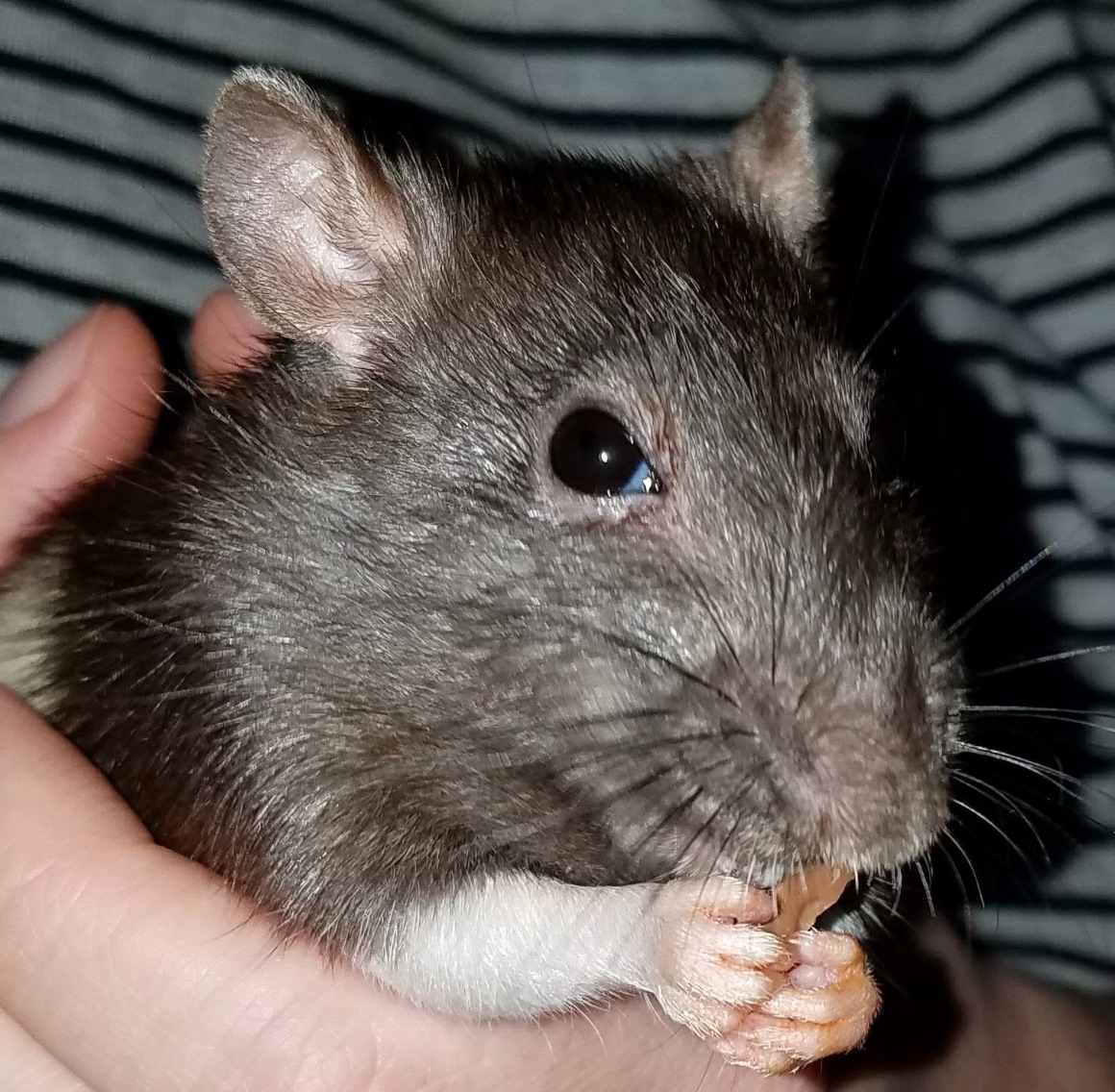 rat munching on a treat